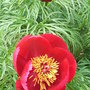 Paeonia_tenuifolium