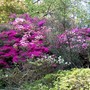 A garden flower photo