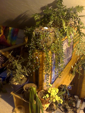 loft plants (Nematanthus gregarius)