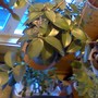 new lipstick plant (Aeschynanthus radicans)