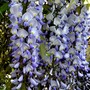 Wisteria (Wisteria floribunda (Japanese Wisteria))