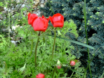 Anemones add a bright splash of colour. (Anemone de Caen)