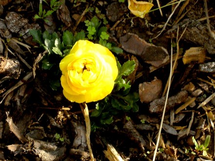 Yellow Ranunculus. (Ranunculus asiaticus)