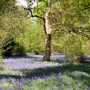 Bluebells at Winkworth Arboretum
