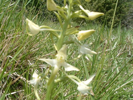 wild orchid
