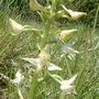 Taricq_april_28th_orchids_pimbo_005