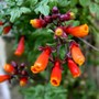 Plant Portraits - In a Friends Garden