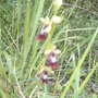 Taricq_april_28th_orchids_pimbo_006