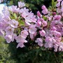Blossom at Knebworth