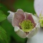 Plant Portraits - In a Friends Garden