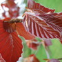Copper Beech (Fagus purpurea (Copper Beech))