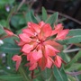 Euphorbia_griffithii_temp_037