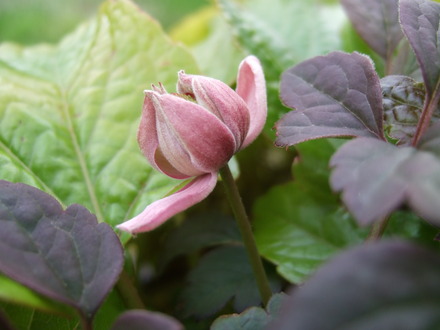 Clematis montana 'Broughton Star' (Clematis montana (Clematis))