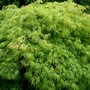 Plant Portraits - In a Friends Garden