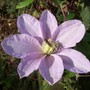 Clematis