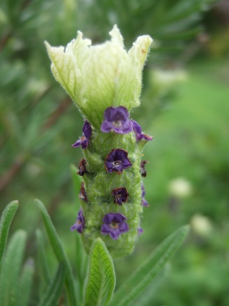 Lavandula stoechas (Lavandula stoechas (French lavender))