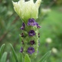 Lavandula stoechas (Lavandula stoechas (French lavender))