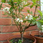 Blue berries (Vaccinium corymbosum (Hi bush Blueberry))