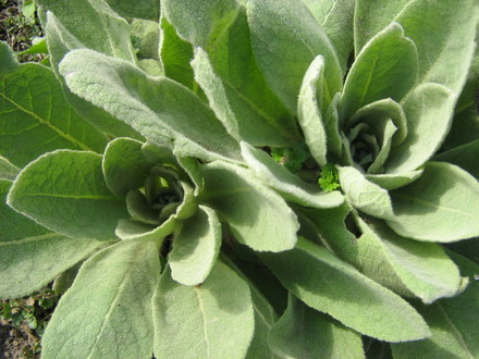 Verbascum thapsis