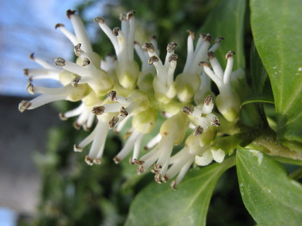 Spurge,  Japanese,   (Pachysandra)