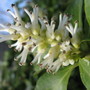 Spurge,  Japanese,   (Pachysandra)