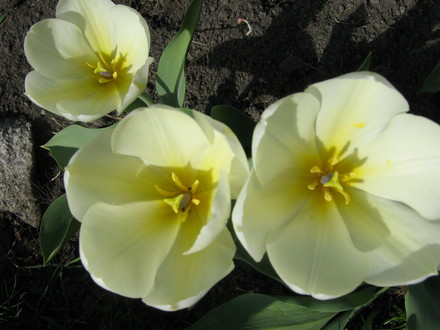 Buttery yellow Appledoorn...