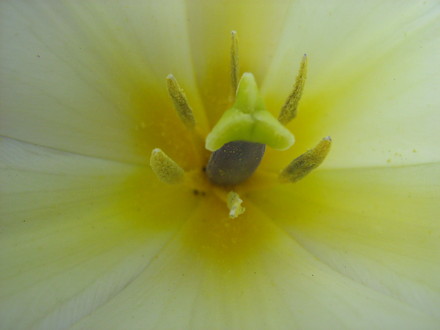 Golden Butteryellow Appledoorn,Yellow star centre, with blue style and starlike green stigma.yellow stamen, anthers a light green too.