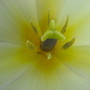 Golden Butteryellow Appledoorn,Yellow star centre, with blue style and starlike green stigma.yellow stamen, anthers a light green too.