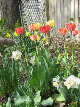 Parrot Tulips...old variety...bright red & yellow with fringed petals and a sweet scent.