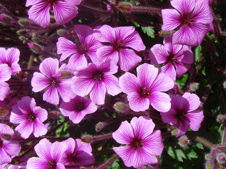 Geranium maderense - April 2008 (Geranium maderense)