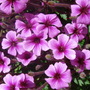 Geranium maderense - April 2008 (Geranium maderense)