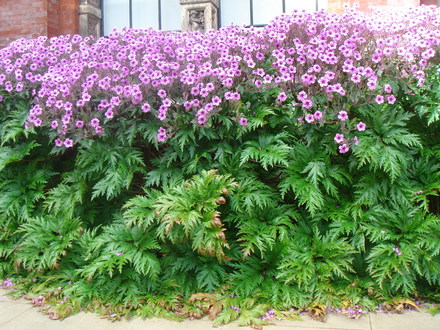 Geranium maderense - April 2008 (Geranium maderense)