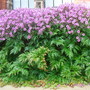 Geranium maderense - April 2008 (Geranium maderense)