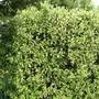 Pittosporum (Pittosporum tenuifolium (Pittosporum))