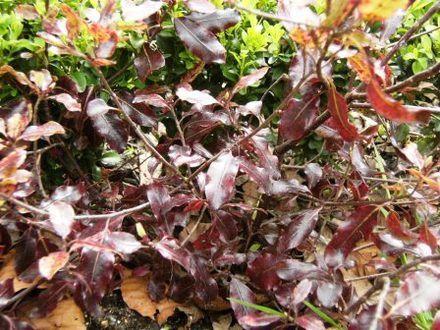 Pittosporum 'Tom Thumb' (Pittosporum 'Tom Thumb')