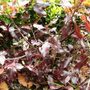 Pittosporum 'Tom Thumb' (Pittosporum 'Tom Thumb')
