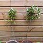 2x Bay Trees (Laurus nobilis (Sweet bay))