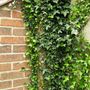 Ivy (Hedera helix (English ivy))