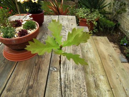 Oak (Quercus)