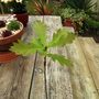 Oak (Quercus)