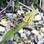 Sarracenia (Sarracenia)