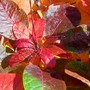 'Smoke bush'  autumn shades of colour