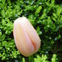 Tulip 'Menton' May 2008