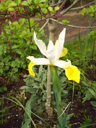 iris front garden