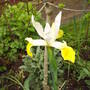 Iris_yellowand_white_4may