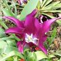 Tulip