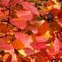'Smoke bush'  autumn colour