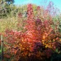 'Smoke bush' in our garden