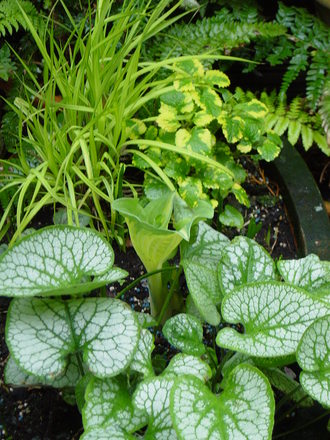 Foliage near the wildlife pond. May 2008.