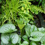 Foliage near the wildlife pond. May 2008.